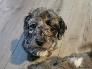 Cavapoo dogs Beautiful toy cavapoo - Advert 9