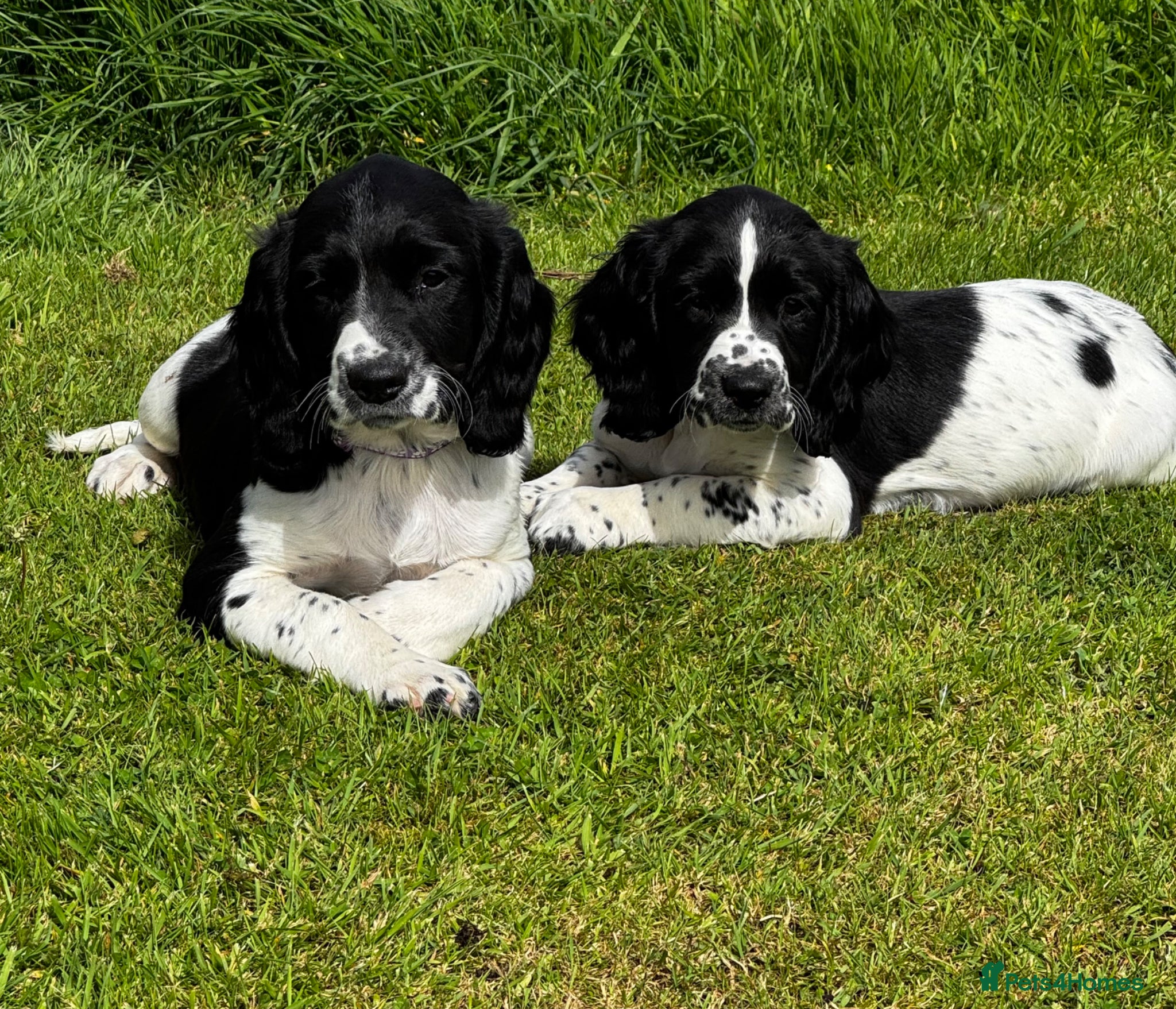 English Springer Spaniel dogs Springer Spaniel Puppies  - Advert 2