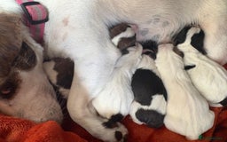 Jack Russell dogs for sale: Jack Russell Puppies  - Image 16