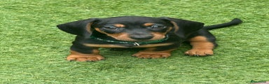 Miniature Dachshund Puppy 4