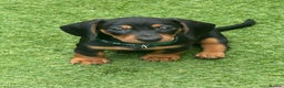 Miniature Dachshund dogs for sale: Miniature Dachshund Puppies - Advert 7