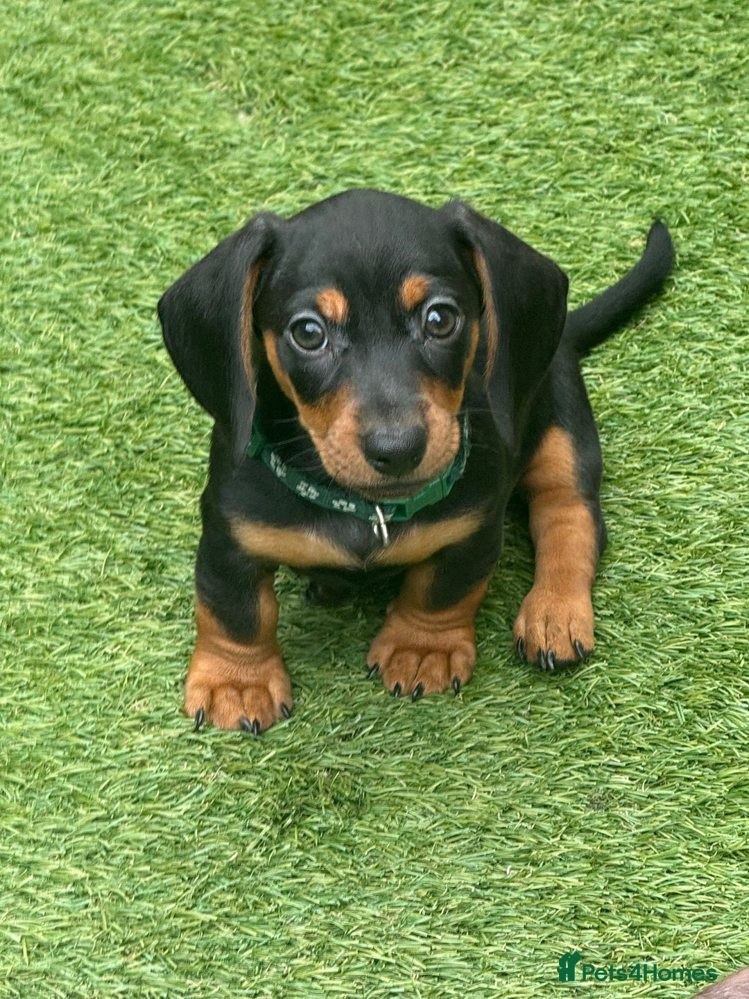 Miniature Dachshund dogs for sale: Miniature Dachshund Puppies - Advert 7