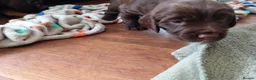 Sprocker dogs for sale: F1 sprocker puppies - Advert 25