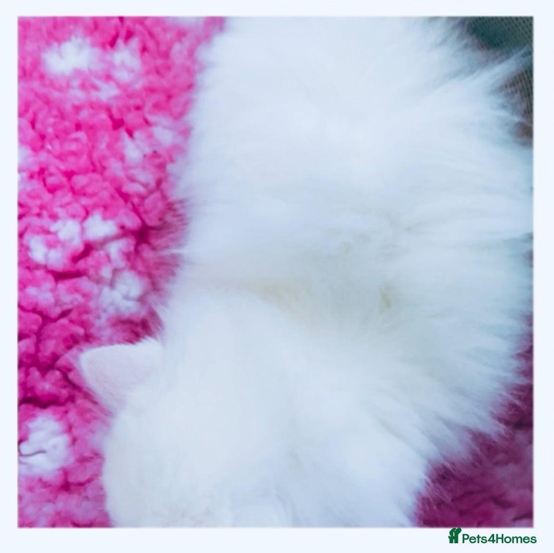 Persian cats for sale: Pure White Persian Girls BLUE EYES & full hearing - Image 17