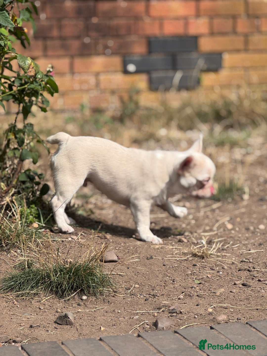 French Bulldog dogs for sale: PRICE REDUCED!! PINK HUSKY FRENCH BULLDOGS - Image 17