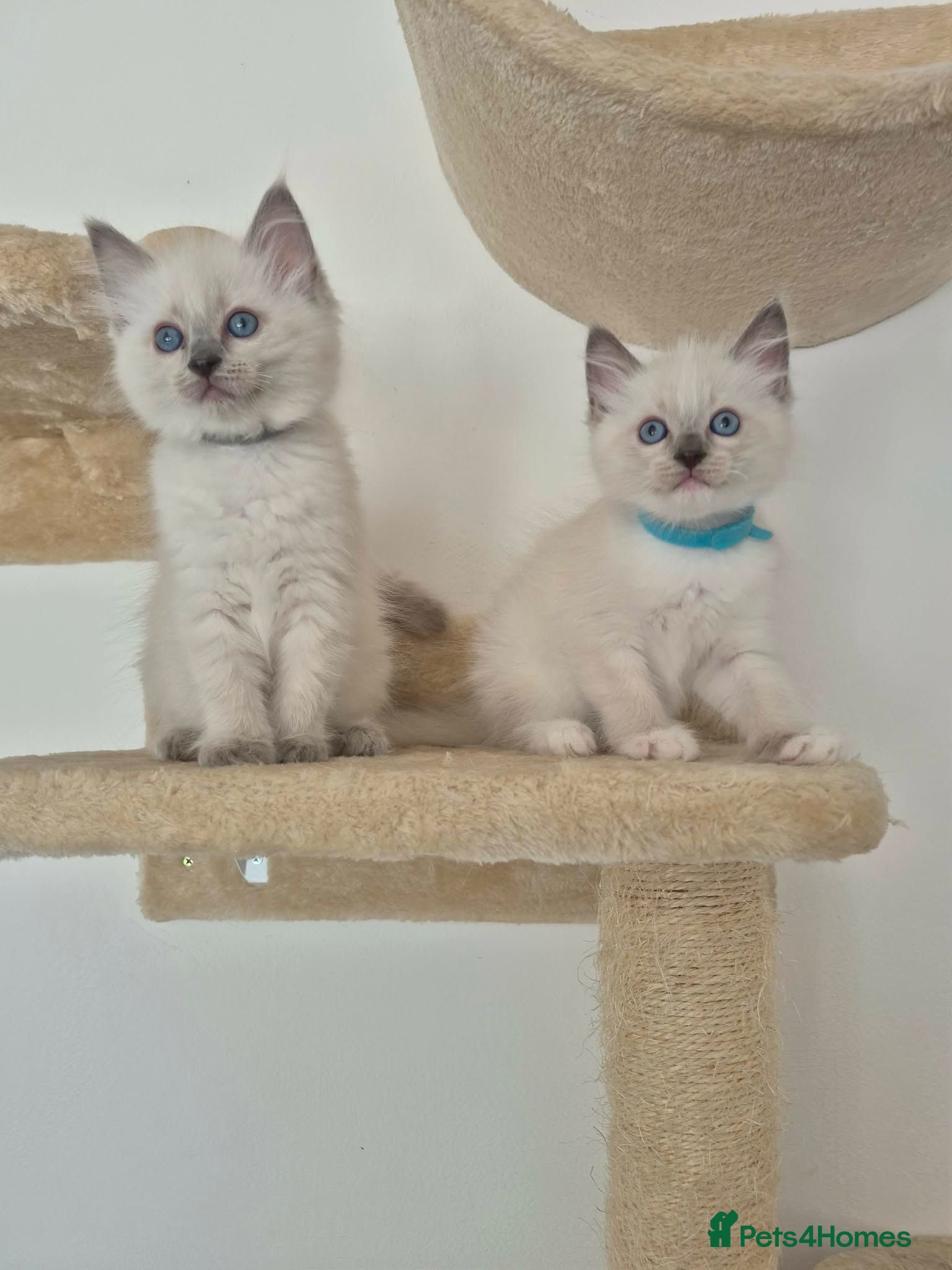 Ragdoll cats Pure breed ragdoll kittens - Advert 4