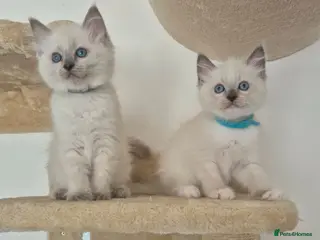 Ragdoll cats Pure breed ragdoll kittens - Advert 4