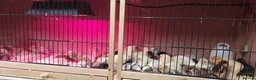 Chickens poultry for sale: NEWLY HATCHED CHICKS & Chickens different age - Advert 2