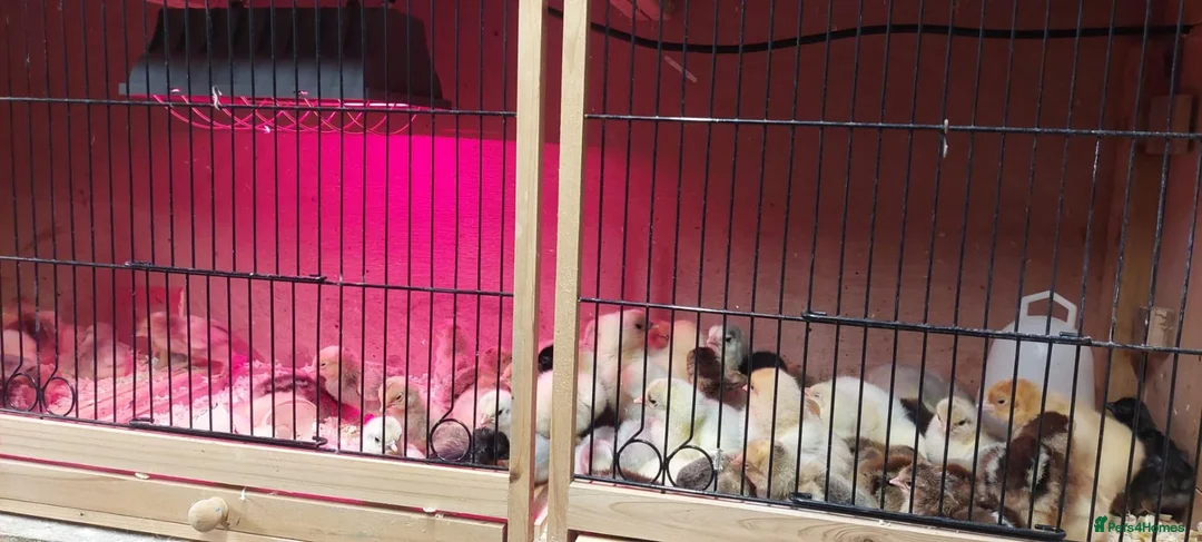 Chickens poultry for sale: NEWLY HATCHED CHICKS & Chickens different age - Advert 2