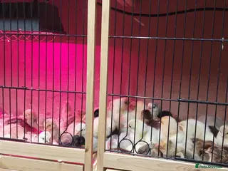 Chickens poultry NEWLY HATCHED CHICKS & Chickens different age - Advert 2