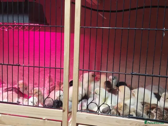 Chickens poultry for sale: NEWLY HATCHED CHICKS & Chickens different age - Advert 2