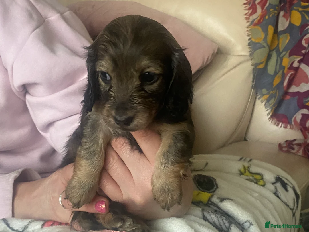 Miniature Dachshund dogs for sale: Adorable playful puppies - Advert 17