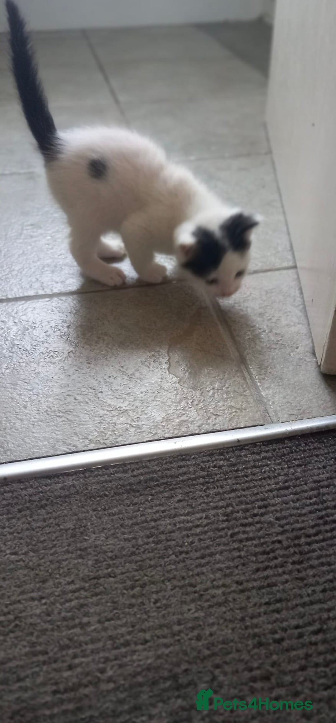 Mixed Breed cats for sale: 3 kitties for sale  - Image 8