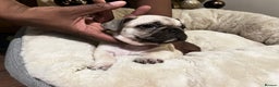 French Bulldog dogs for sale: French bulldog puppies  - Advert 3