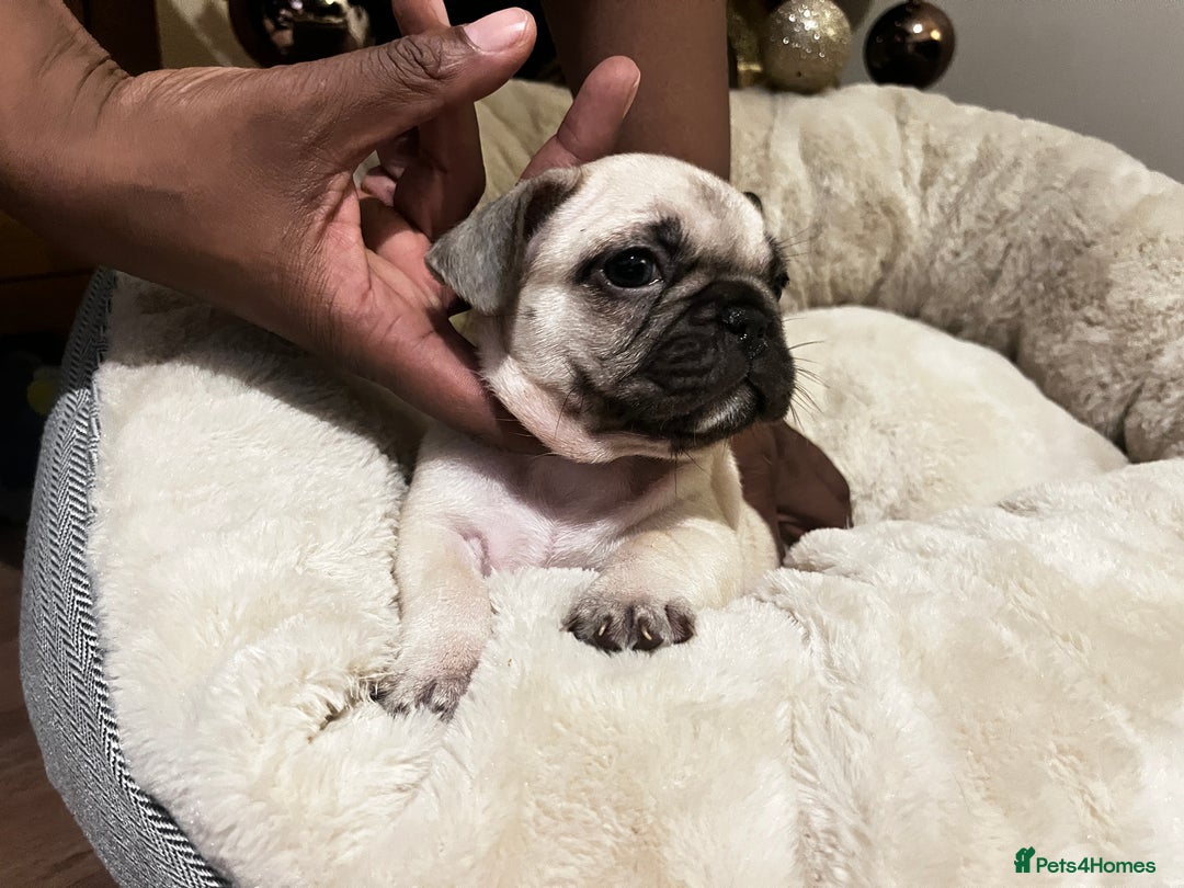 French Bulldog dogs for sale: French bulldog puppies  - Advert 3