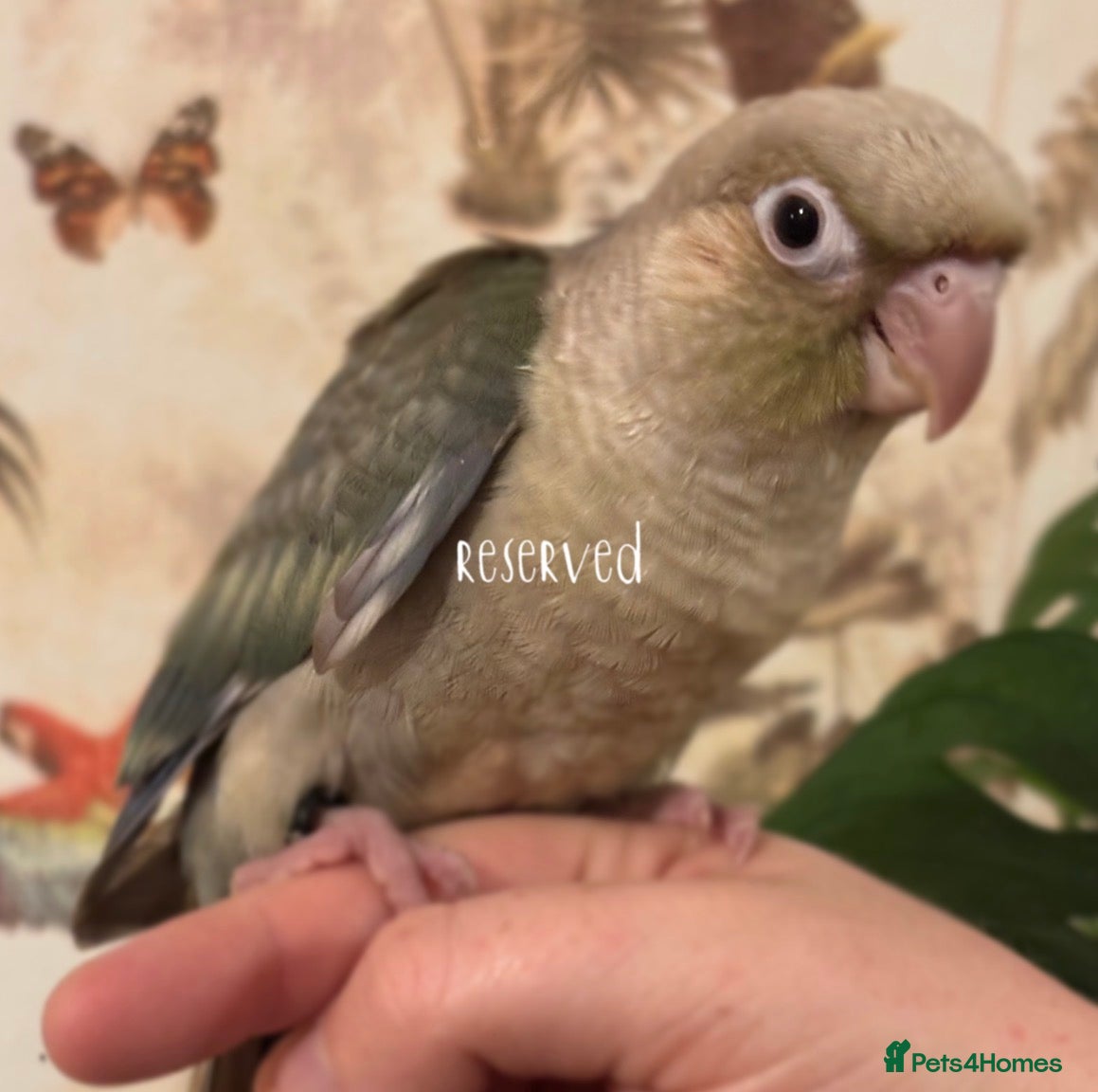 Conures birds (1 left) hand reared green cheek conures. - Advert 7