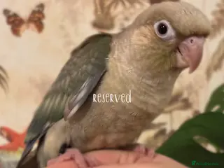 Conures birds (1 left) hand reared green cheek conures. - Advert 7