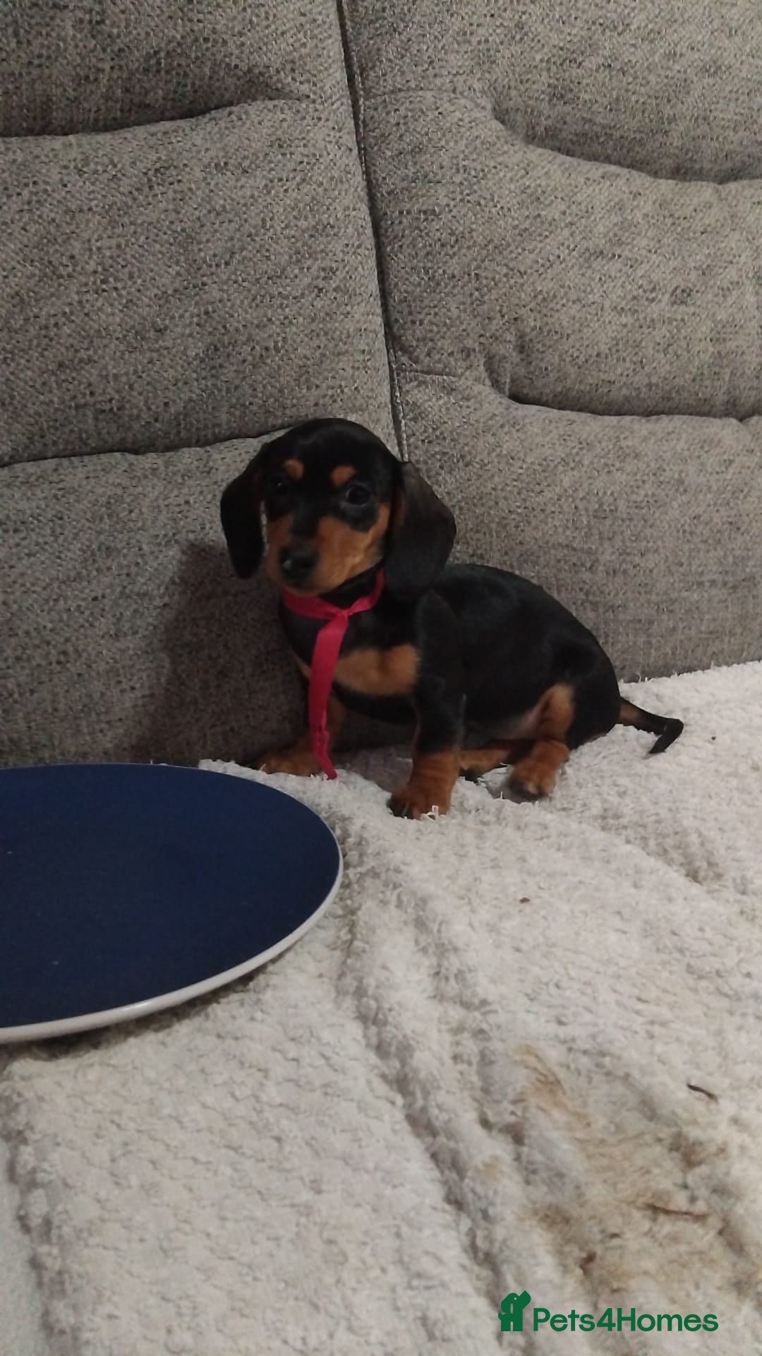 Dachshund dogs for sale: Dachshund puppies - Advert 11