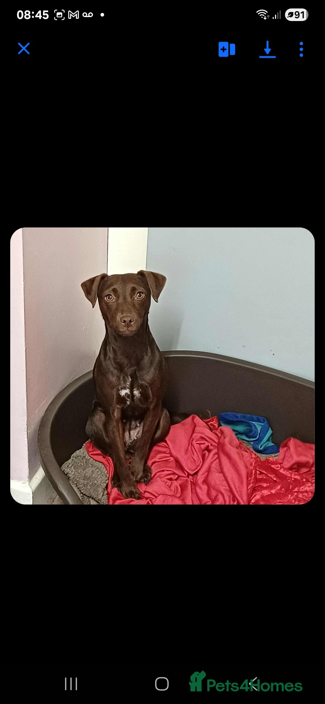 Patterdale Terrier dogs Dior . - Advert 5