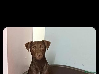 Patterdale Terrier dogs Dior . - Advert 8