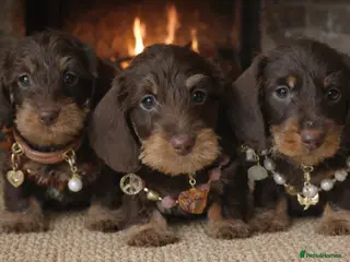 Miniature Dachshund dogs Choco+Wirehaired+5*Licensed+Kc+Praclear+Vetchecked - Advert 14