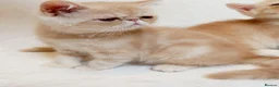 Exotic cats for sale: 2 Chubby Kittens - Advert 4