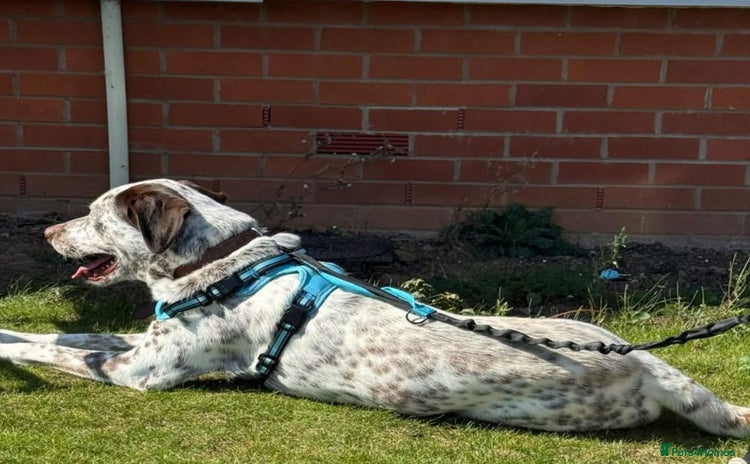Mixed Breed dogs - Advert 1