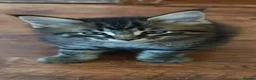 Maine Coon cats for sale: Stuning Maine Coone kittens - Advert 13
