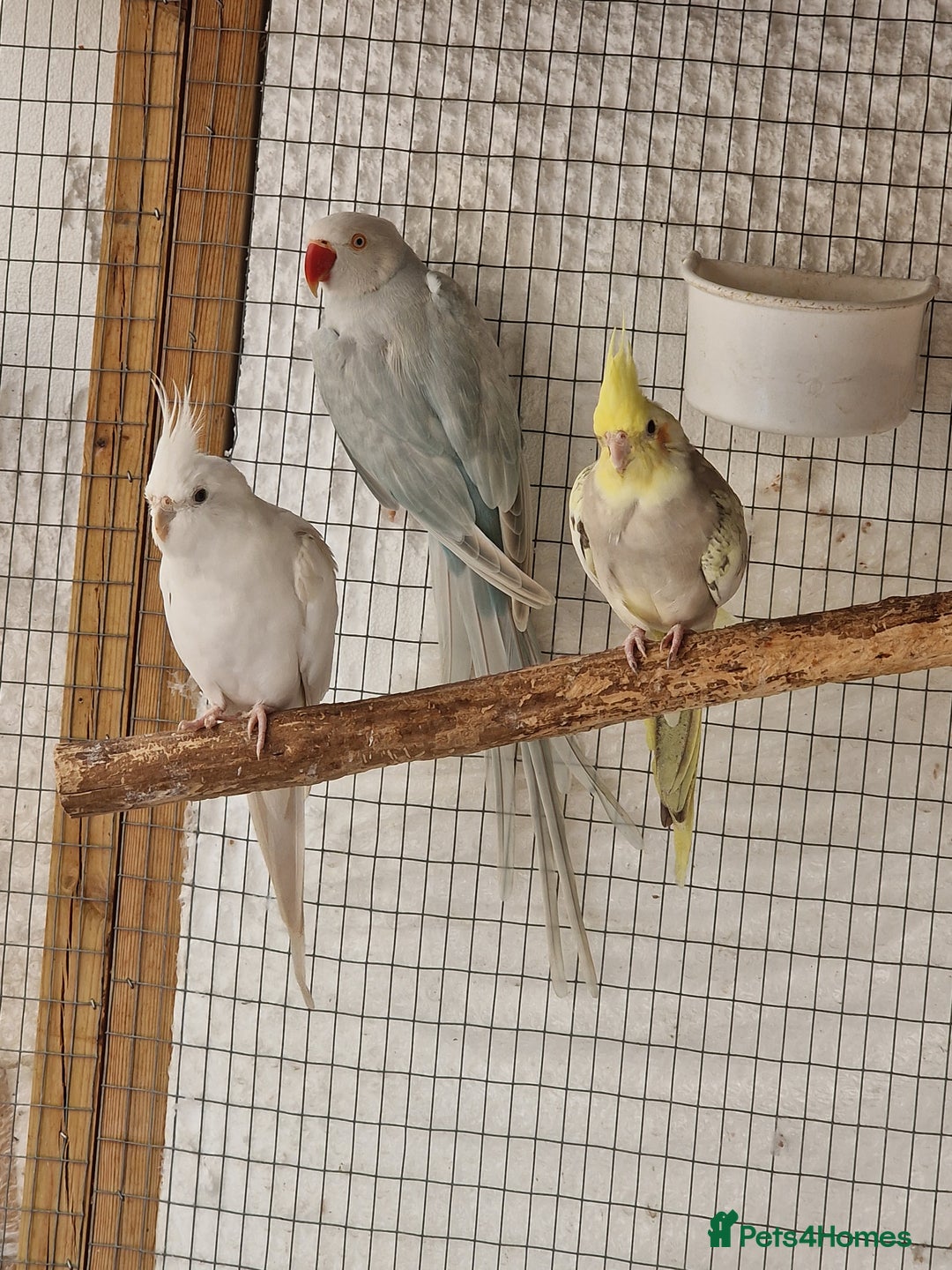 Ringnecks birds for sale: Adult Ringnecks - Image 4
