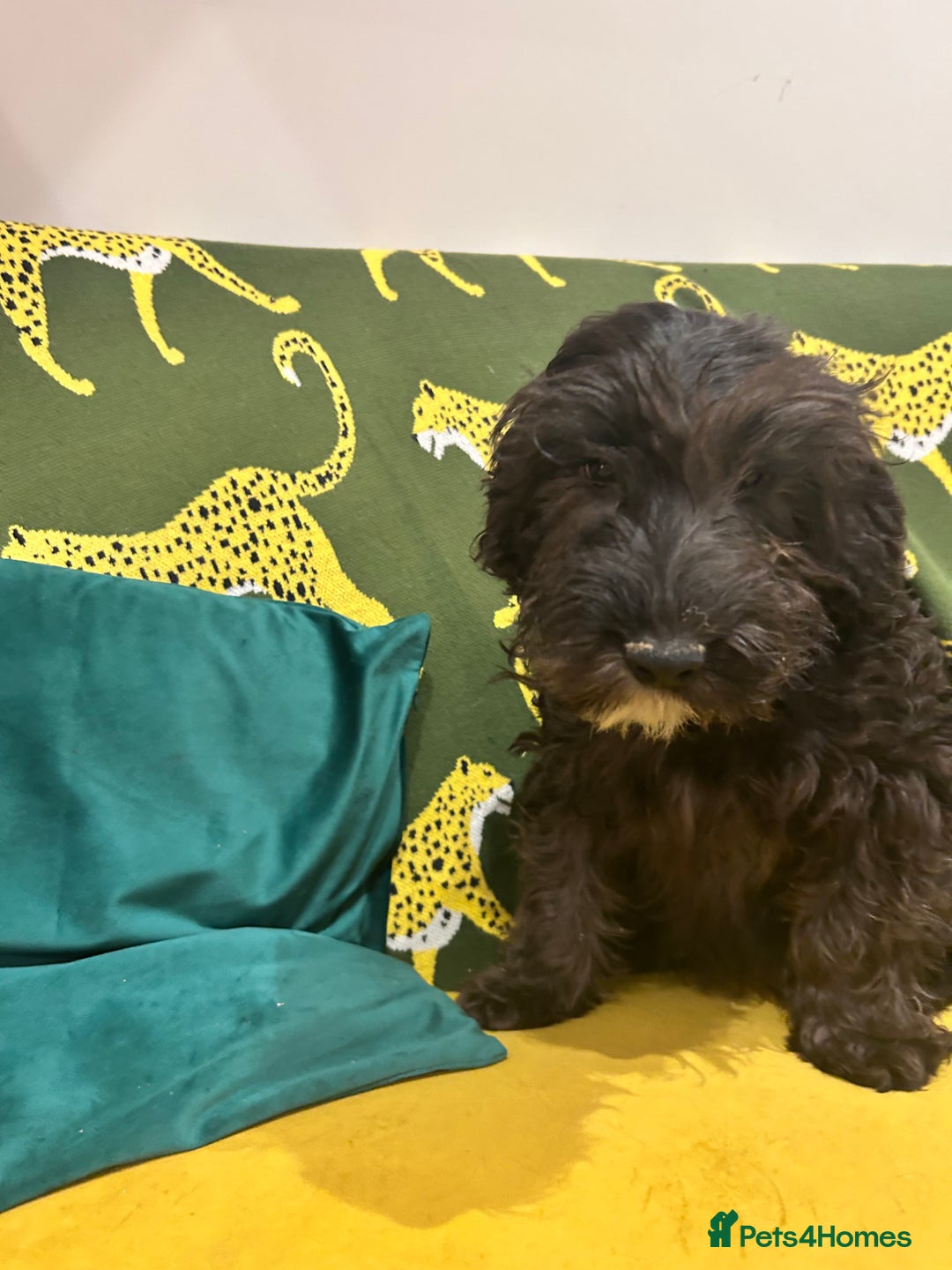 Cockapoo dogs for sale: Beautiful boy  - Advert 2