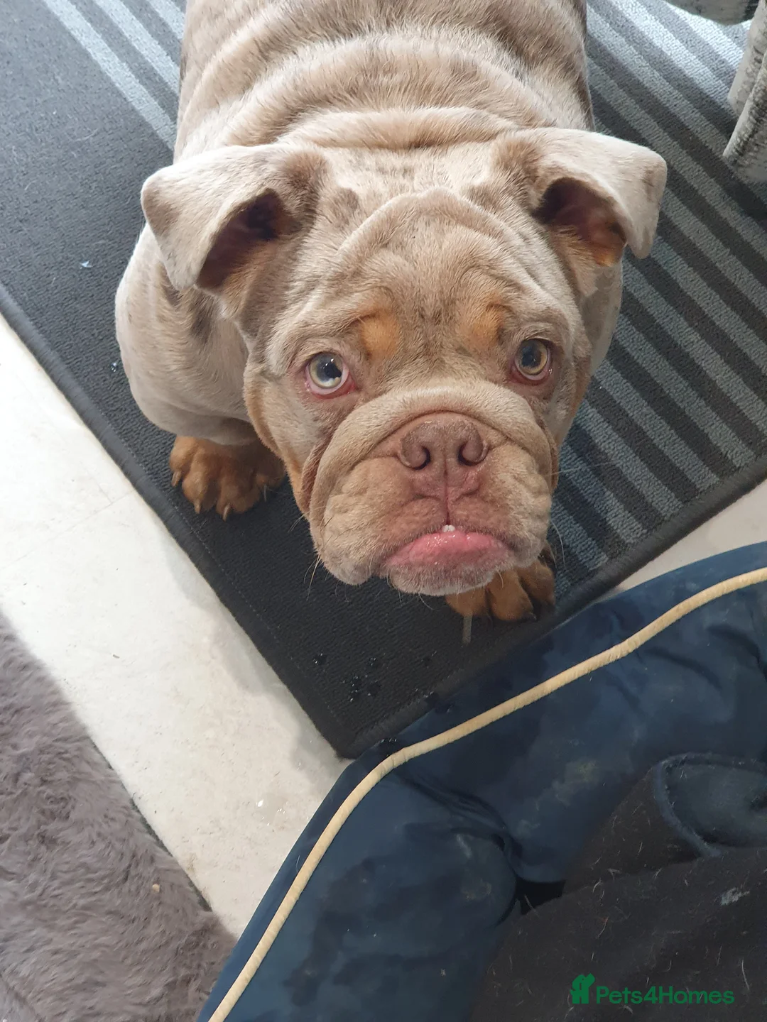 English Bulldog dogs for sale: Lilac merle - Advert 3
