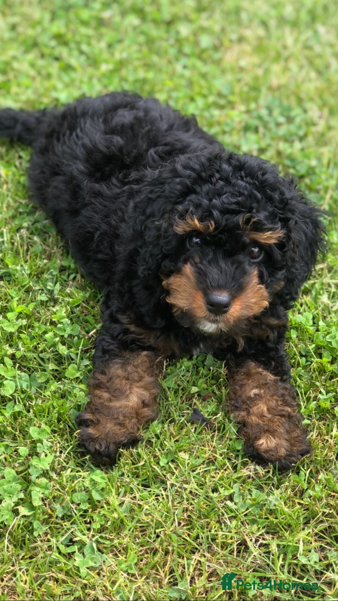 Toy Poodle dogs for stud: Proven Toy Poodle For Stud in Canterbury - Advert 12