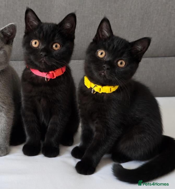 British Shorthair cats Beautiful British Shorthair Kittens for LovingHome - Advert 1