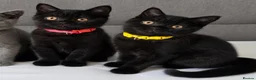 British Shorthair cats for sale: Beautiful British Shorthair Kittens for LovingHome - Advert 1