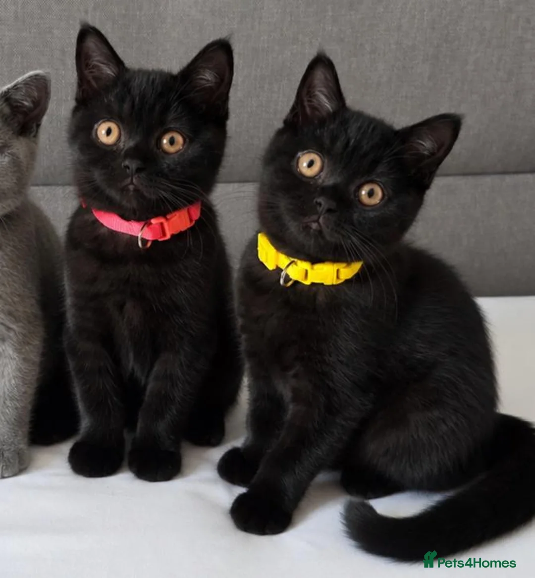 British Shorthair cats for sale: Beautiful British Shorthair Kittens for LovingHome - Advert 1