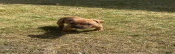 Staffordshire Bull Terrier dogs for sale: Gorgeous Staffordshire bullterrier pups - Advert 6