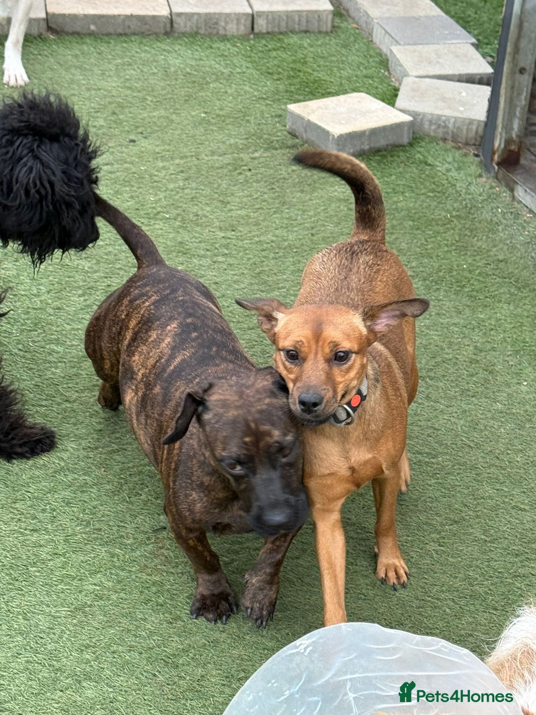 Mixed Breed dogs for adoption: Lovely little Masni wants her home - Advert 11