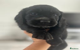Cocker Spaniel dogs for sale: Cocker Spaniel Puppies perfect example ready now - Image 15