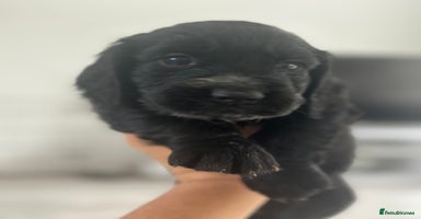 Cocker Spaniel dogs - Advert 3