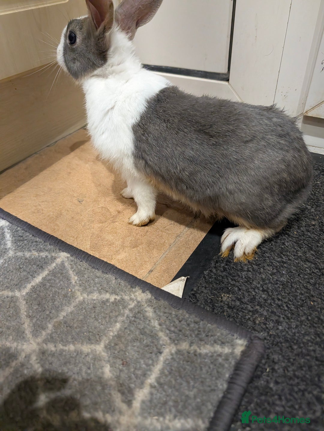 Dutch rabbits for sale: PURE BREED Dutch BABY RABBIT £30 - Advert 2