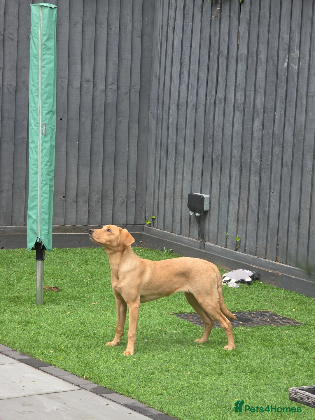 Labrador Retriever dogs for sale: Labrador retriever puppy 6 months old girl in Aylesbury - Advert 2