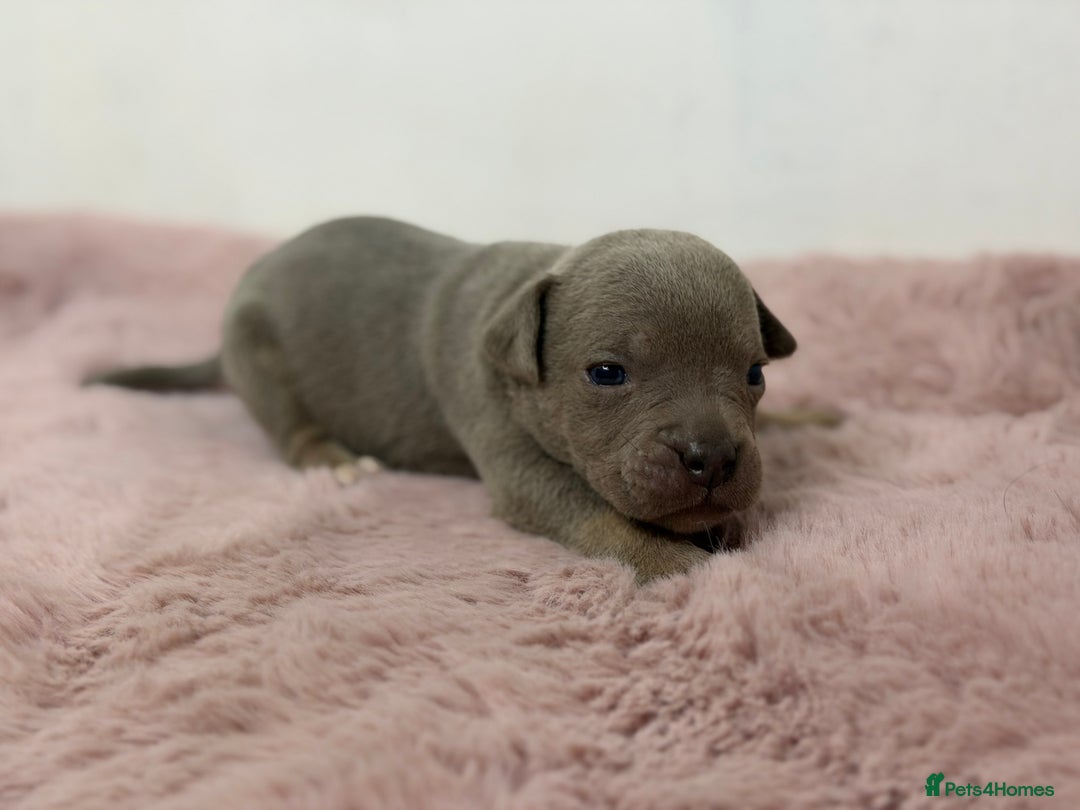 Olde English Bulldogge dogs for sale: Old English Bulldog PUPPIES 👀‼️ - Image 9