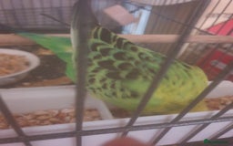 Budgerigars birds for sale: Semi tame female kakariki and 4 show budgies - Image 13