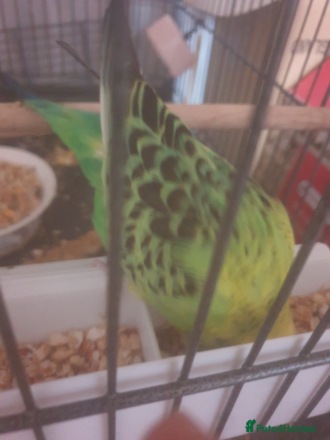 Budgerigars birds for sale: Semi tame female kakariki and 4 show budgies - Image 13