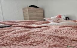 Mixed Breed cats for sale: White kitten  - Image 6