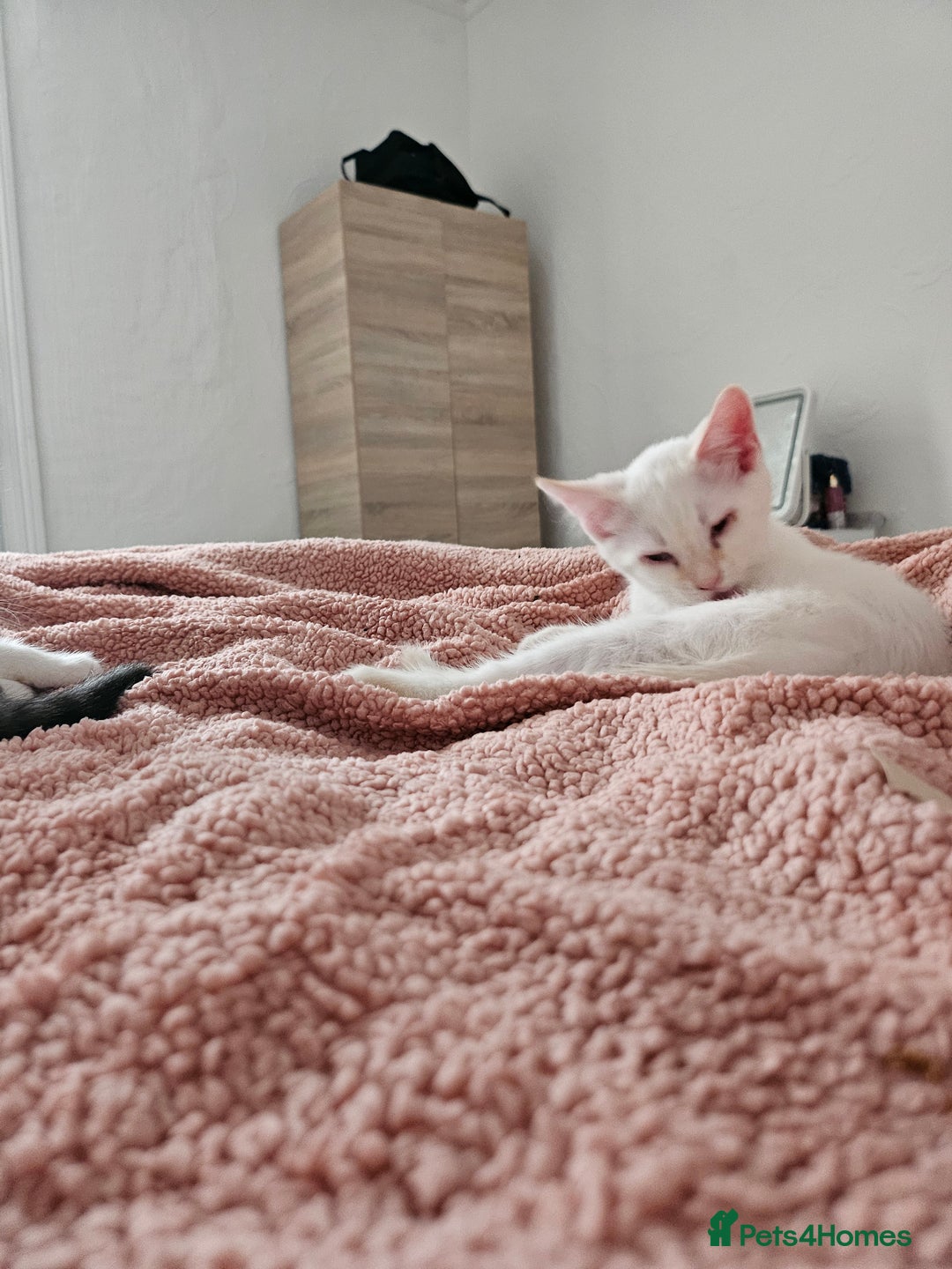 Mixed Breed cats for sale: White kitten  - Image 6