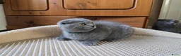 Scottish Fold cats for sale: Kittens scottish fold blue color - Advert 9