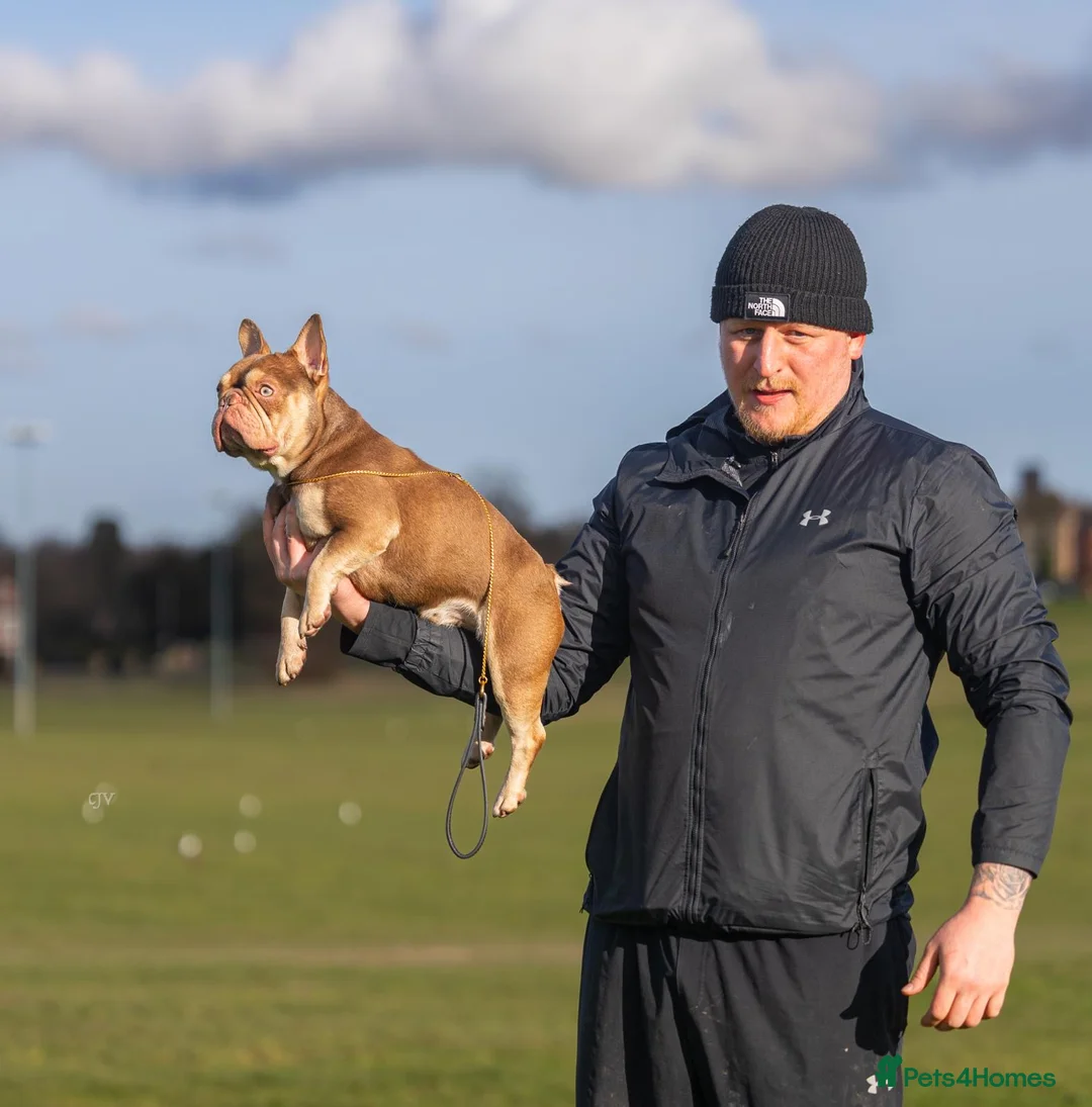 French Bulldog dogs for stud: 🏆KING HADE BEST ROJO AND TAN🏆  - Advert 1