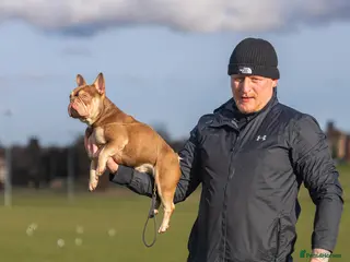 French Bulldog dogs 🏆KING HADE BEST ROJO AND TAN🏆 - Advert 14