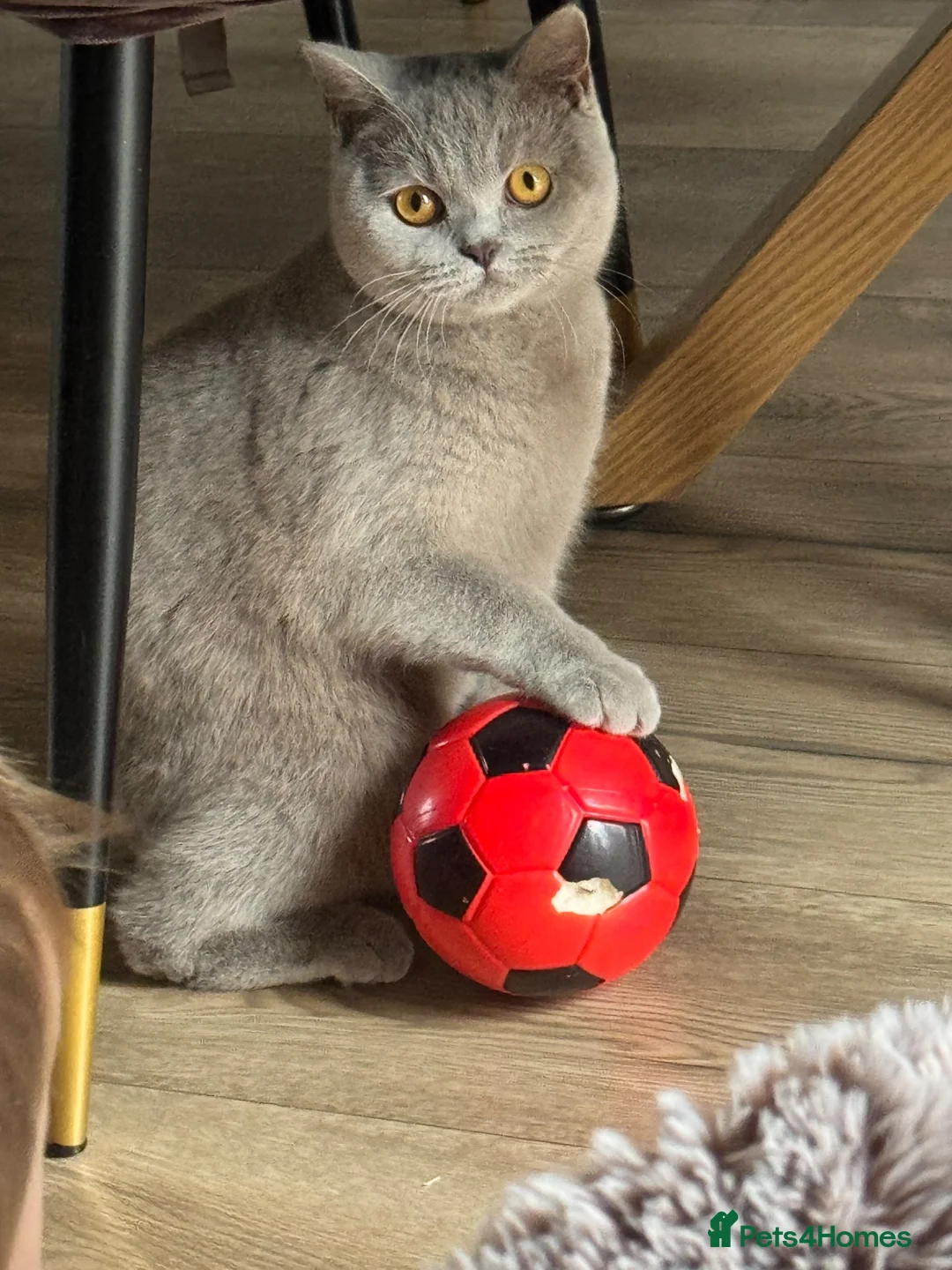 British Shorthair cats for sale: Female cat  in Diss - Advert 2